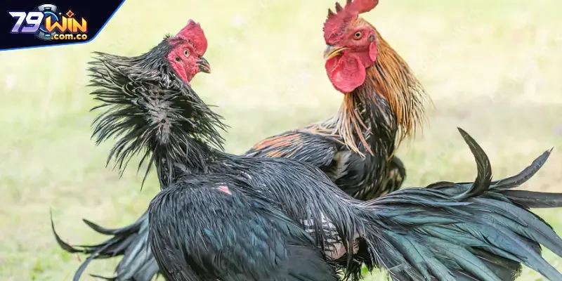 Hướng dẫn 21 ngày chăm sóc kê đá