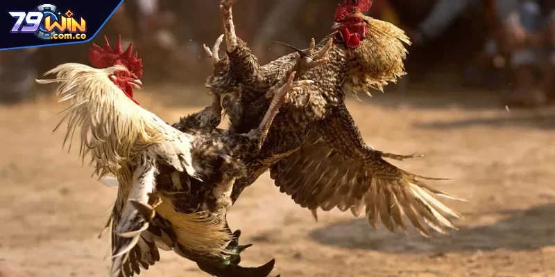 Đá Gà 79WIN 1 Một vài điều cần biết về sảnh đá gà 79WIN