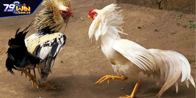 Tổng Hợp Các Địa Chỉ Trường Gà Thomo Nổi Tiếng Nhất 2025 3 Trường gà Thomo Kandal - Nơi tổ chức các màn tranh tài mãn nhãn